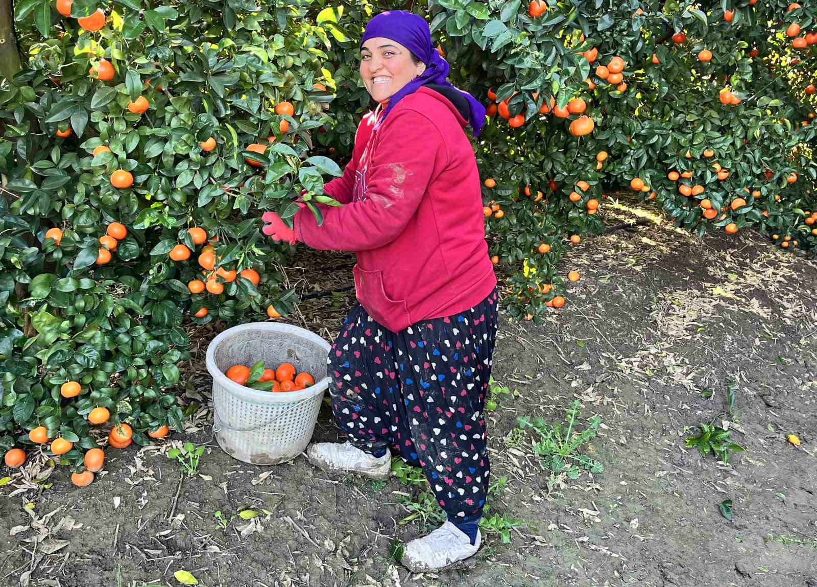 ADANA MANDALİNASI DÜNYA MUTFAĞINI SÜSLÜYOR ADANA’DA MANDALİNA HASADI DEVAM EDİYOR YÜREĞİR ZİRAAT ODASI BAŞKANI MEHMET AKIN DOĞAN: "FİYATLAR ÖNÜMÜZDEKİ GÜNLERDE BİRAZ DAHA YÜKSELEBİLİR"