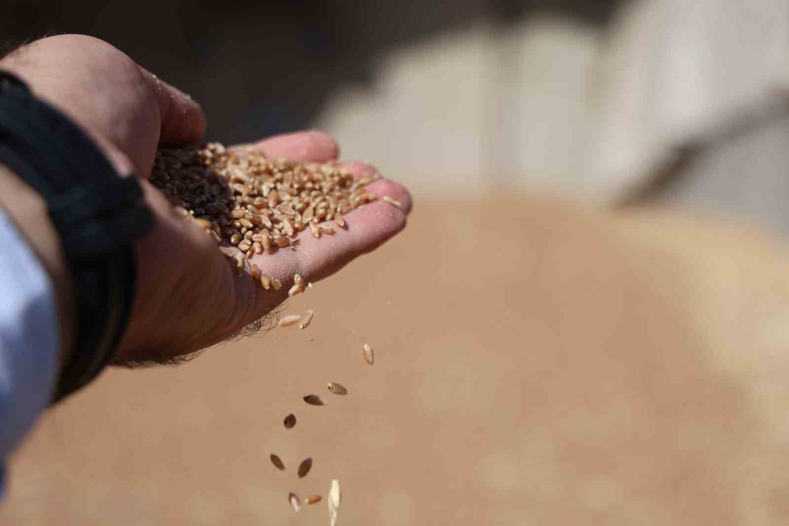 Uzmanlardan, rekolteyi yüzde 50’ye kadar arttırmak için sertifikalı tohum uyarısı