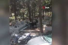 boğaaaa