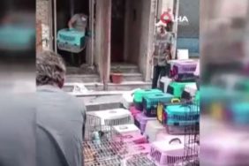 kedi