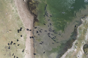 AFRİKA'YI ARATMAYAN GÖRÜNTÜLER İSTANBUL'DA KAYDEDİLDİ MANDALARIN İSTANBUL'DAKİ YOLCULUĞU