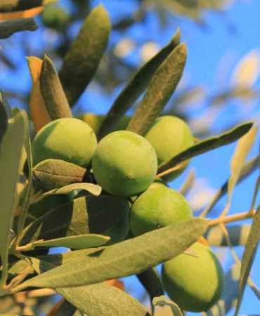 ZEYTİN ALIRKEN NELERE DİKKAT ETMELİ; OLEOLOG KIVRAK AÇIKLADI