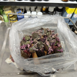 GEÇMEYEN ÖKSÜRÜĞE ‘BİTKİSEL' KARIŞIM