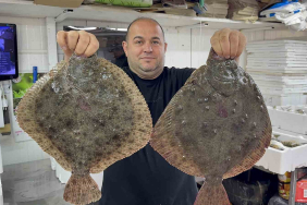 KARADENİZ'DE HAMSİ BEREKETİ DİĞER BALIK TÜRLERİNİ DE CANLANDIRDI