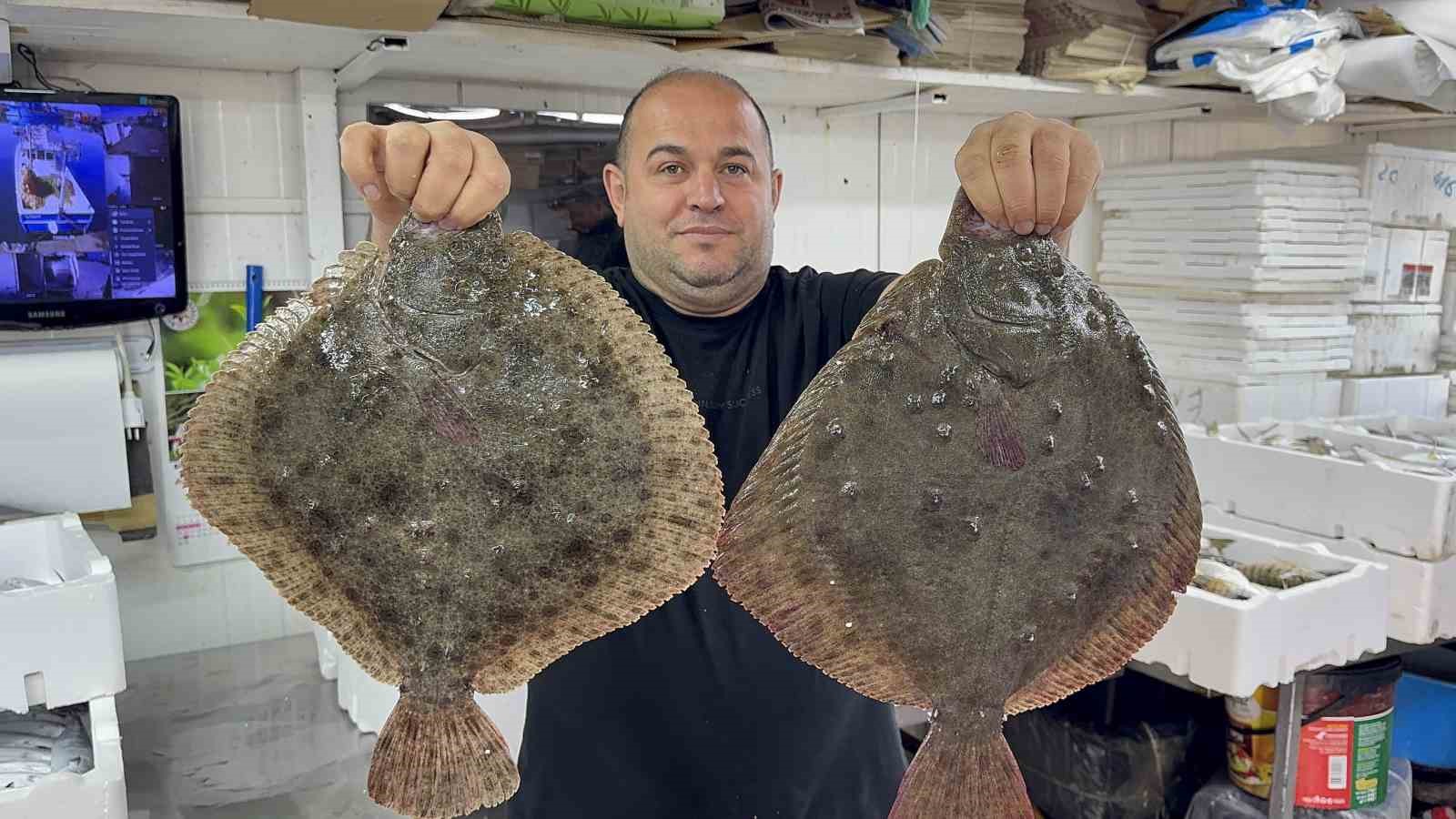 KARADENİZ'DE HAMSİ BEREKETİ DİĞER BALIK TÜRLERİNİ DE CANLANDIRDI