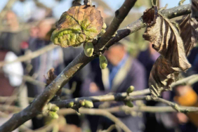 DOĞRU BUDAMA İLE 500 METREKAREDEN ALINAN FINDIK, 10 DÖNÜMLÜK BAHÇEDEN ALINAN FINDIĞI SOLLUYOR DİP SÜRGÜNÜ, SEYRELTME VE UÇ BUDAMASI, FINDIK VERİMİNİ ŞAHA KALDIRIYOR