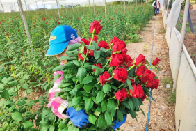 ADANA'DA SERALARDA GÜL HASADI BAŞLADI