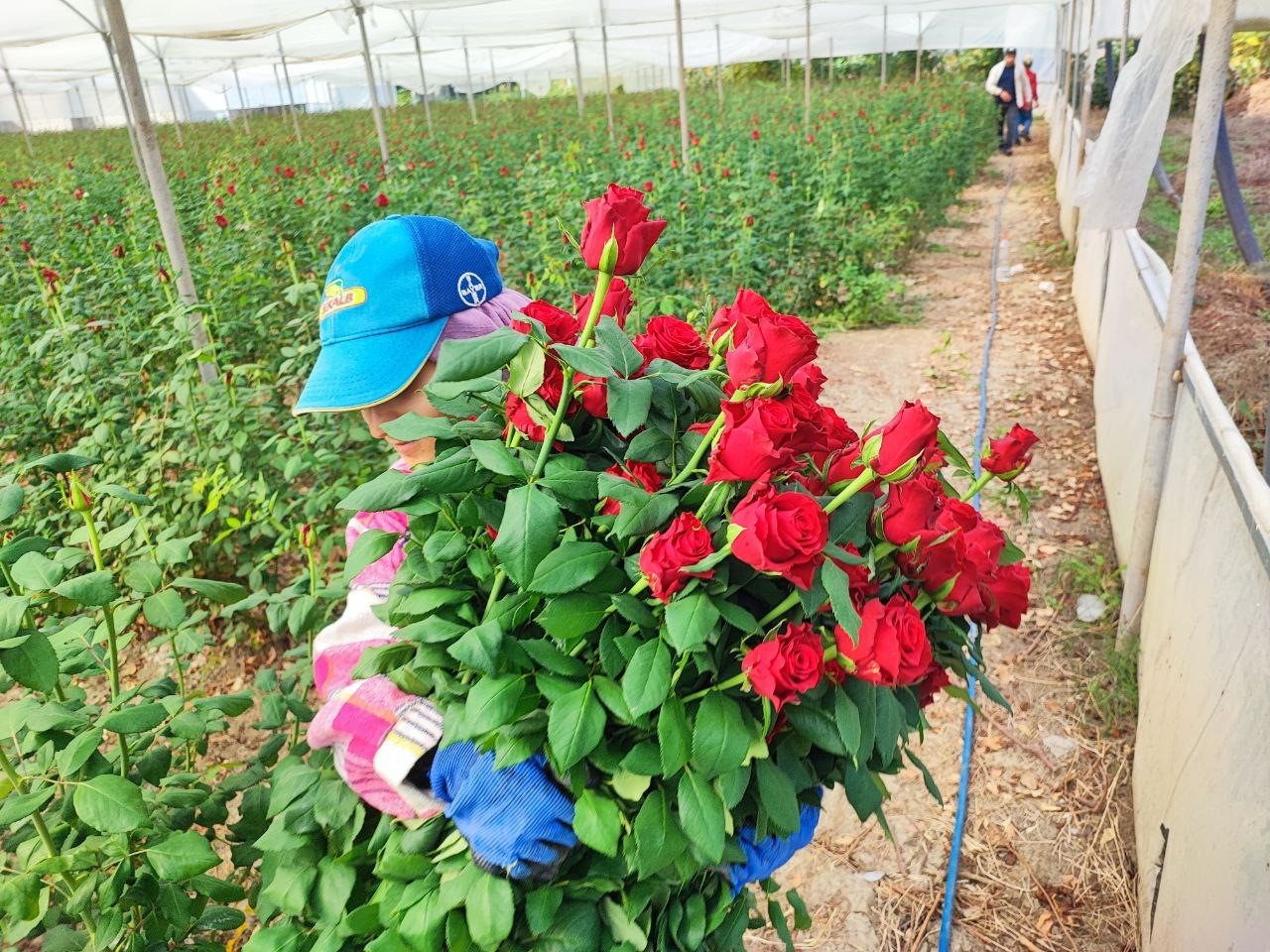 ADANA'DA SERALARDA GÜL HASADI BAŞLADI