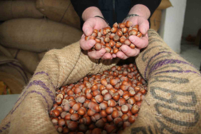 GİRESUN'DA FINDIK FİYATLARI TEKRAR YÜKSELİŞE GEÇTİ