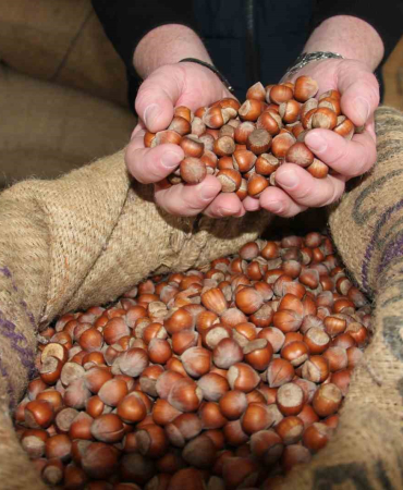 GİRESUN'DA FINDIK FİYATLARI TEKRAR YÜKSELİŞE GEÇTİ