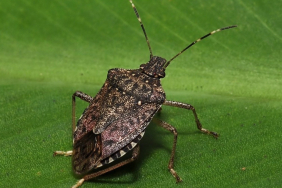 KOKARCANIN FINDIKTAKİ ZARARI DERİNLEŞİYOR PROF. DR İSMAİL DEMİR: "KOKARCA, KARADENİZ SAHİL ŞERİDİ BOYUNCA DENİZE PARALEL ŞEKİLDE YAYILIM GÖSTERMEKTE VE MAALESEF ÇOK GENİŞ BİR ALANDA ETKİLİ OLMAKTADIR" "YOĞUNLUĞUN YÜKSEK OLDUĞU BÖLGELERDE FINDIKTAKİ ZARAR ORANI YÜZDE 70-80'E, HATTA ZAMAN ZAMAN YÜZDE 100'E ULAŞABİLMEKTEDİR"