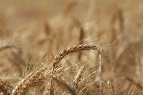 KÜRESEL TAHIL ÜRETİMİNDE 105 MİLYON TONLUK REKOR ARTIŞ BEKLENİYOR