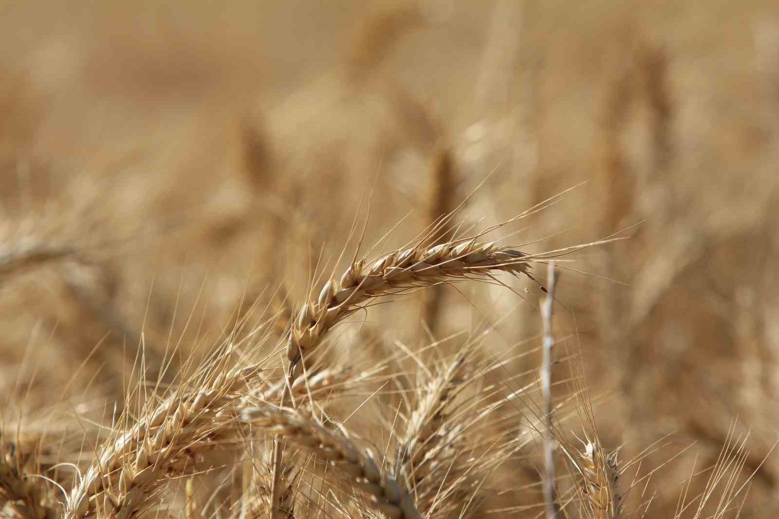 KÜRESEL TAHIL ÜRETİMİNDE 105 MİLYON TONLUK REKOR ARTIŞ BEKLENİYOR