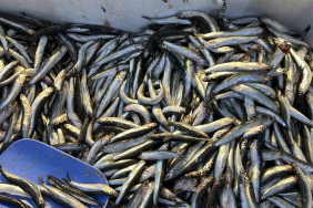 PALAMUT GÜRCİSTAN'A KAÇINCA TEZGAHLAR HAMSİYLE DOLDU