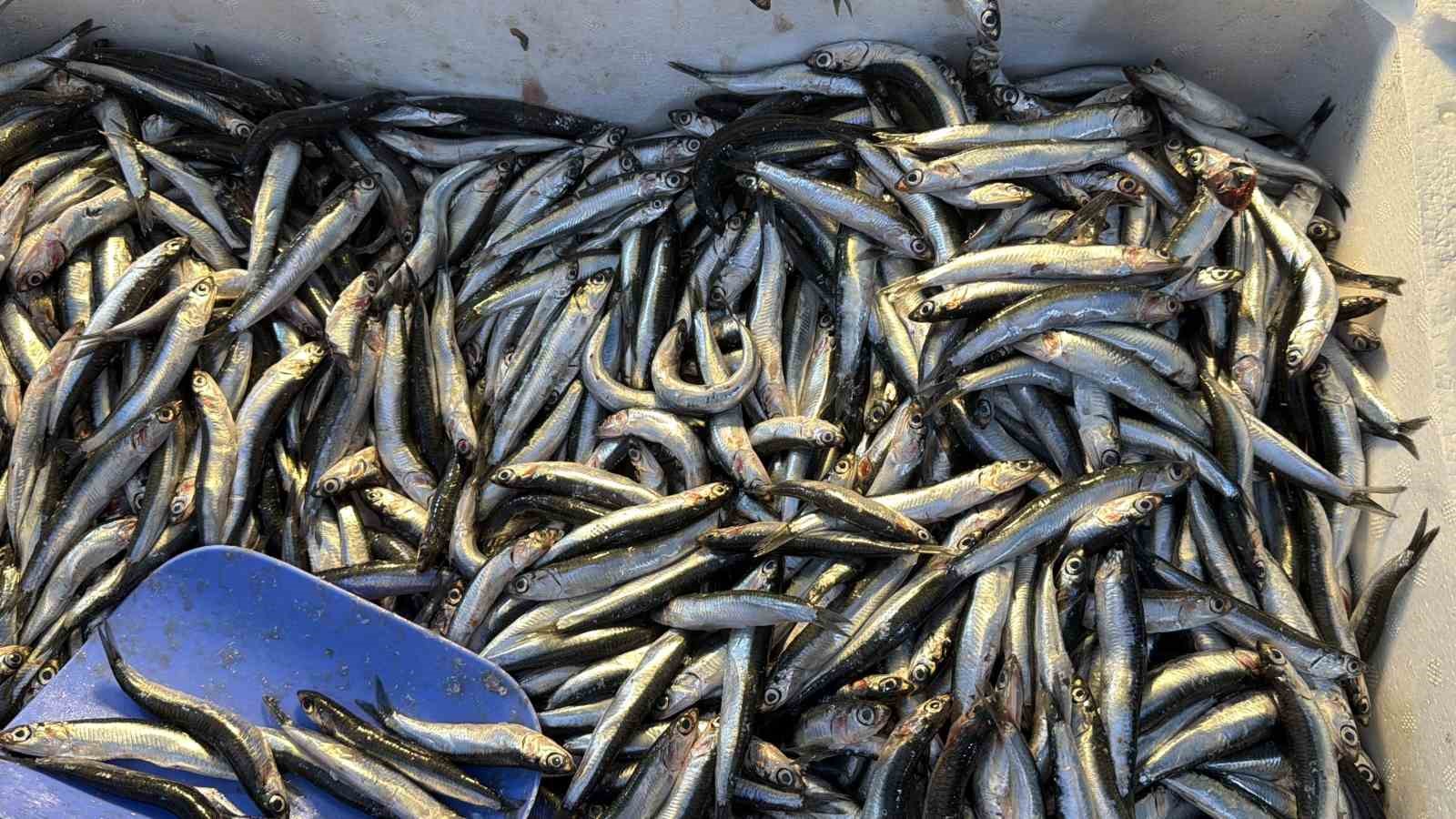 PALAMUT GÜRCİSTAN'A KAÇINCA TEZGAHLAR HAMSİYLE DOLDU