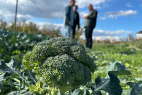 FİYATI TARLADA 10 LİRAYA İNEN BROKOLİ PAZARDA 70 LİRAYA SATILIYOR LODOS HIZLI OLGUNLAŞTIRDI BROKOLİ FİYATLARI DİP YAPTI AMA TÜKETİCİYE YANSIMADI