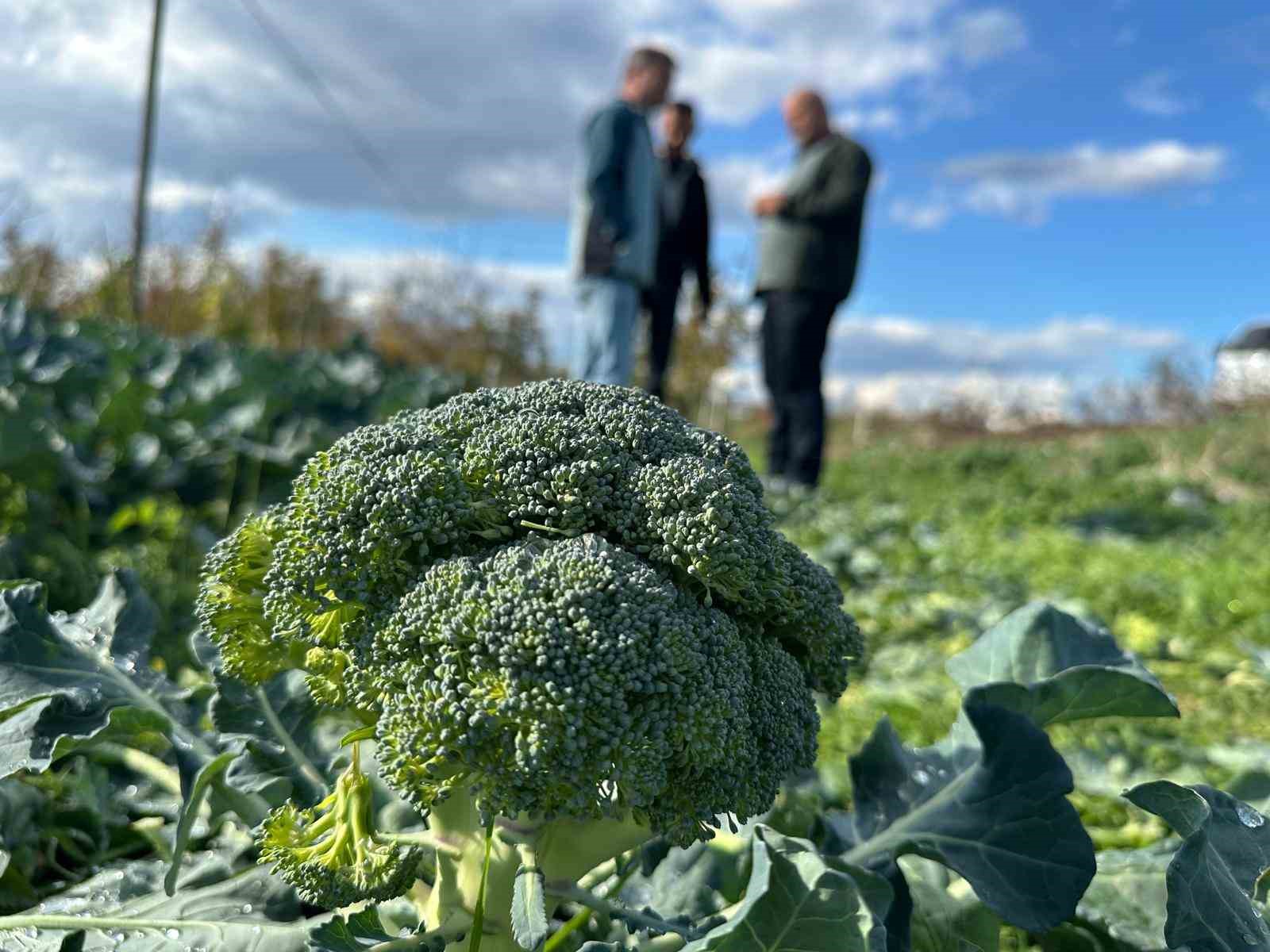 FİYATI TARLADA 10 LİRAYA İNEN BROKOLİ PAZARDA 70 LİRAYA SATILIYOR LODOS HIZLI OLGUNLAŞTIRDI BROKOLİ FİYATLARI DİP YAPTI AMA TÜKETİCİYE YANSIMADI