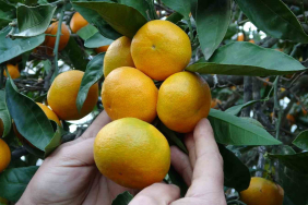 ORDU'DA NARENCİYE HASADI BAŞLADI DAHA ÇOK PERŞEMBE İLÇESİNDE ÜRETİLEN MANDALİNA, İNCE KABUK VE LEZZETLİ OLMASIYLA TERCİH EDİLİYOR