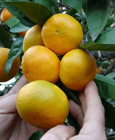 ORDU'DA NARENCİYE HASADI BAŞLADI DAHA ÇOK PERŞEMBE İLÇESİNDE ÜRETİLEN MANDALİNA, İNCE KABUK VE LEZZETLİ OLMASIYLA TERCİH EDİLİYOR