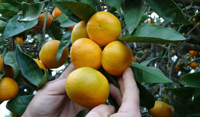 ORDU'DA NARENCİYE HASADI BAŞLADI DAHA ÇOK PERŞEMBE İLÇESİNDE ÜRETİLEN MANDALİNA, İNCE KABUK VE LEZZETLİ OLMASIYLA TERCİH EDİLİYOR
