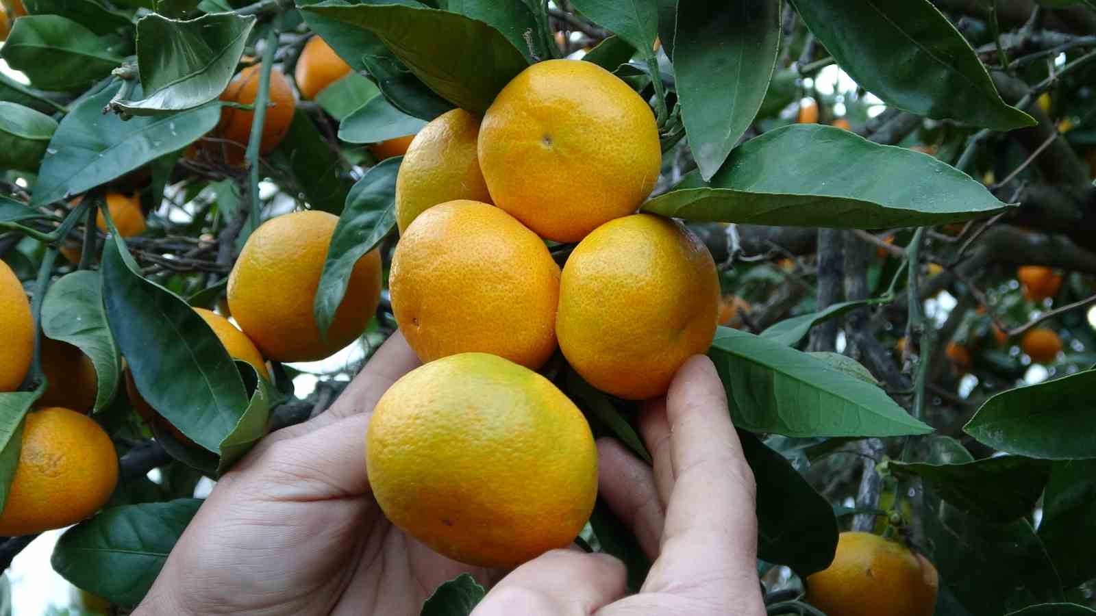 ORDU'DA NARENCİYE HASADI BAŞLADI DAHA ÇOK PERŞEMBE İLÇESİNDE ÜRETİLEN MANDALİNA, İNCE KABUK VE LEZZETLİ OLMASIYLA TERCİH EDİLİYOR