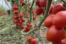 KASIM AYINDA DOMATES VE SEBZE FİYAT ENDEKSİNDE BÜYÜK DÜŞÜŞ KASIM AYINDA DOMATES FİYAT ENDEKSİ YILLIK BAZDA YÜZDE 43.15, SEBZE FİYAT ENDEKSİ İSE YÜZDE 41.36 AZALDI