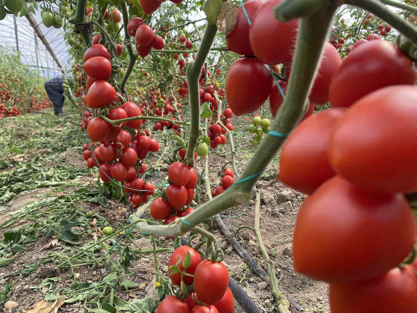 KASIM AYINDA DOMATES VE SEBZE FİYAT ENDEKSİNDE BÜYÜK DÜŞÜŞ KASIM AYINDA DOMATES FİYAT ENDEKSİ YILLIK BAZDA YÜZDE 43.15, SEBZE FİYAT ENDEKSİ İSE YÜZDE 41.36 AZALDI