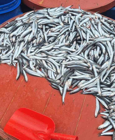 PAZARDA HAMSİNİN KİLOSU 200 LİRAYA ÇIKTI