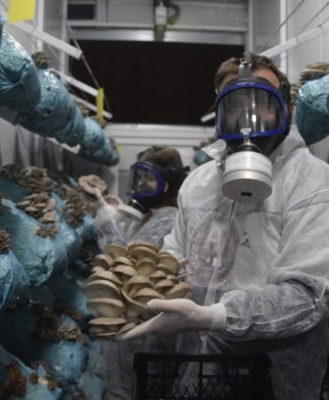 HOBİ OLARAK BAŞLADIĞI MANTAR YETİŞTİRİCİLİĞİNDE GÜNDE 1 TONA YAKIN HASAT ELDE EDİYOR MESLEĞİ AVUKATLIK OLAN 26 YAŞINDAKİ GİRİŞİMCİ, MANTAR YETİŞTİRİCİLİĞİNİ DEV TESİSE ÇEVİRDİ, HEDEFİ MANTAR KÖYÜ