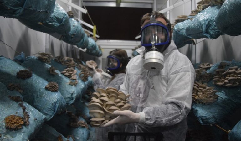 HOBİ OLARAK BAŞLADIĞI MANTAR YETİŞTİRİCİLİĞİNDE GÜNDE 1 TONA YAKIN HASAT ELDE EDİYOR MESLEĞİ AVUKATLIK OLAN 26 YAŞINDAKİ GİRİŞİMCİ, MANTAR YETİŞTİRİCİLİĞİNİ DEV TESİSE ÇEVİRDİ, HEDEFİ MANTAR KÖYÜ