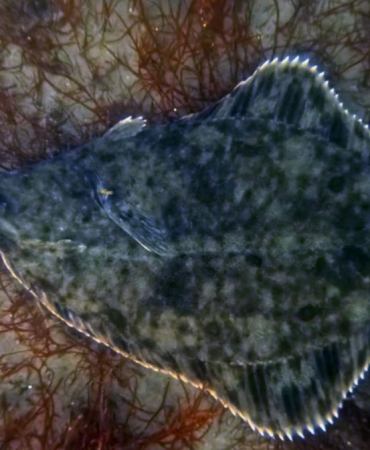 Dip çamuru temizliği İzmit Körfezi’ne yunusları geri getirdi (2)