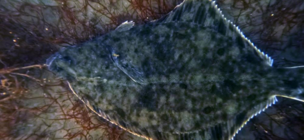 Dip çamuru temizliği İzmit Körfezi’ne yunusları geri getirdi (2)