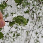 zirai-don-aa-1500034