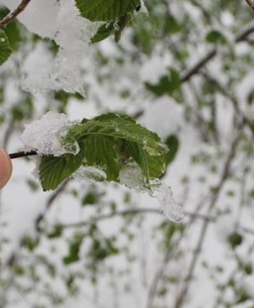 zirai-don-aa-1500034