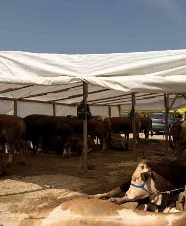KURBAN PAZARLARINDA HAŞEREYE KARŞI İLAÇLAMA MESAİSİ