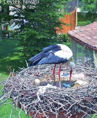 ENGELLİ LEYLEKLER PİŞMANİYE VE BULUT'UN YAVRUSU YUMURTADAN ÇIKTI LEYLEK ÇİFTİNİN YAVRU BÜYÜTME SERÜVENİ 24 SAAT CANLI YAYINLANIYOR