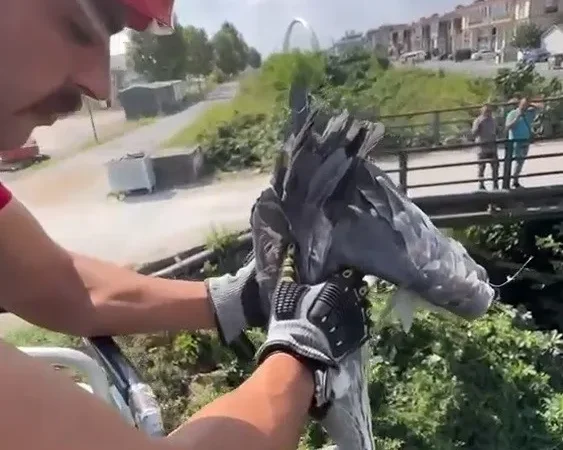 Çalıların arasına sıkışan balıkçıl kuşun imdadına itfaiye yetişti